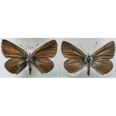 Eumedonia eumedon (Esper, 1780) pair Czech72f